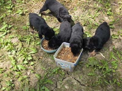 Rottweiler puppies