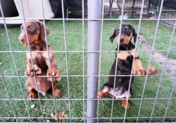 Doberman puppies
