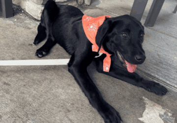 Akc male lab