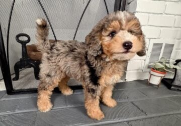 Mini English Bernedoodle