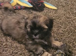 AKC Shih Tzu Puppies CH Lines/Pedigree