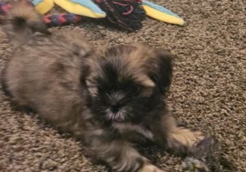 AKC Shih Tzu Puppies CH Lines/Pedigree