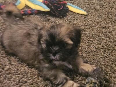 AKC Shih Tzu Puppies CH Lines/Pedigree