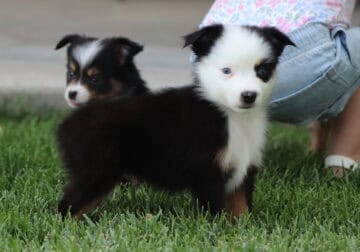 Lavern’s Black Tri Male #1