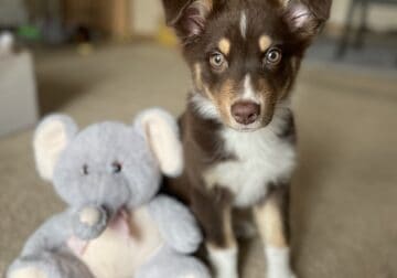 Australian Shepherd puppy