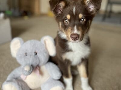 Australian Shepherd puppy