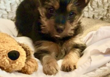 Yorkshire terrier puppies for sale!!!!!! (Yorkie)
