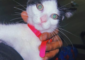 Baby kitten