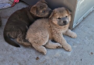Chow Puppies
