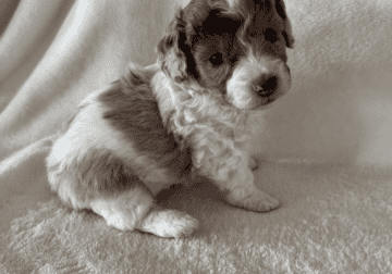 Toy Poodle Puppies, Absolutely Adorable.