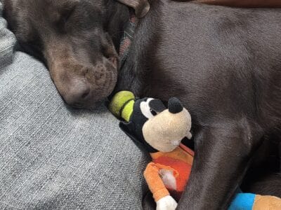 Loving Black Lab Mix to a good home