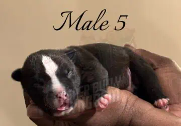 American Bully Puppies