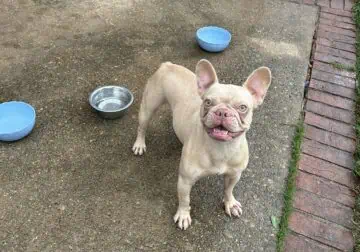 Calm & Affectionate White French Bulldog