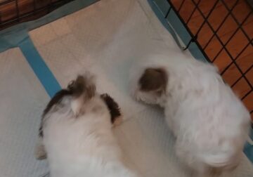 Miniature Schnauzers looking for a forever home