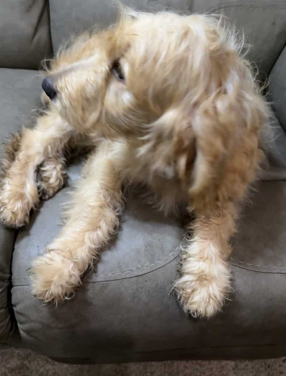 Goldendoodle Puppy - Golden Nugget image 4