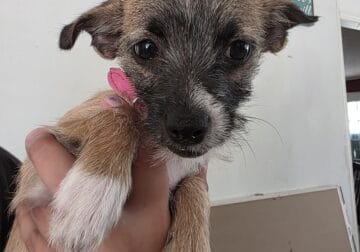 Yorkie/Chihuahua Mix Lucy ❤️