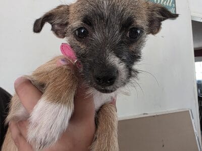 Yorkie/Chihuahua Mix Lucy ❤️