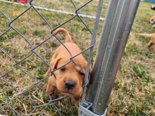 BEAUTIFUL FOXRED LABRADOR RETRIEVERS