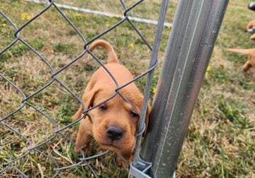 BEAUTIFUL FOXRED LABRADOR RETRIEVERS