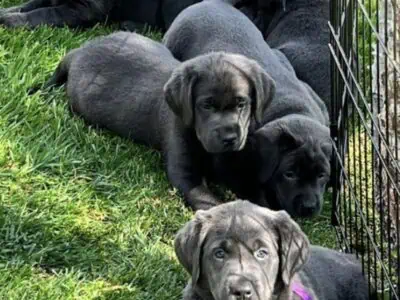 AKC LABRADOR PUPPIES