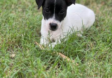 SHORTIE JACK RUSSELL PUPPIES