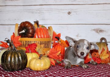 Finnick – Super Flashy Lavender Merle