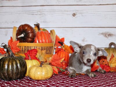 Finnick – Super Flashy Lavender Merle