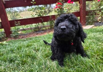 Black Standard Poodle 🐩 Puppy