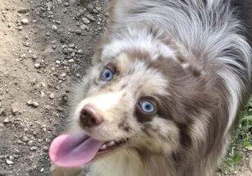 Red merle aussie toy boy