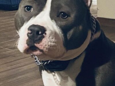 American Bully Pockets