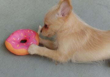 Bandit Terrier/Pom