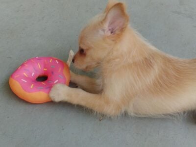 Bandit Terrier/Pom