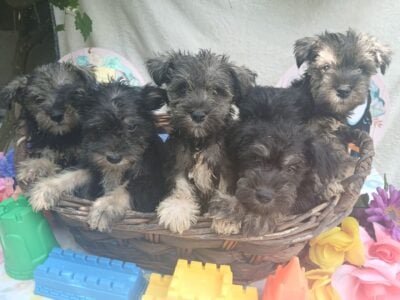 We Give ❤️ Love Miniature Schnauzers