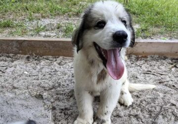 Great Pyrenees puppy – Mr. Wonderful