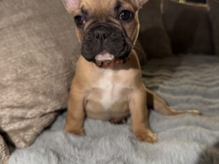 Frenchie Puppies