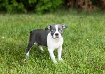 AKC Boston Terrier female puppy in Indiana (Sue)