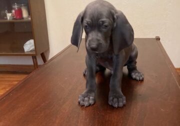 Puppies for Sale #3