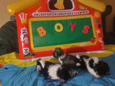 ShihTzu Teacup Imperial ShihTzu