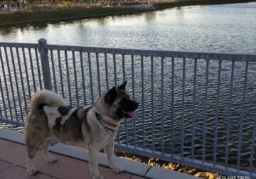 Rehoming American Akita Female