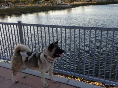 Rehoming American Akita Female