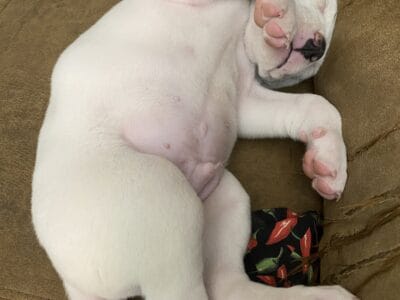 Dogo Argentino pups