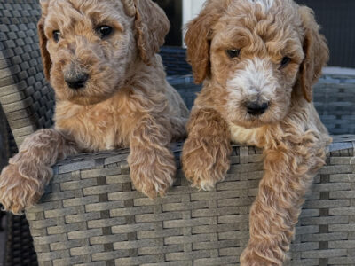 Goldendoodle for sale