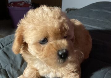 Cockapoo