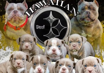 American Bully puppies