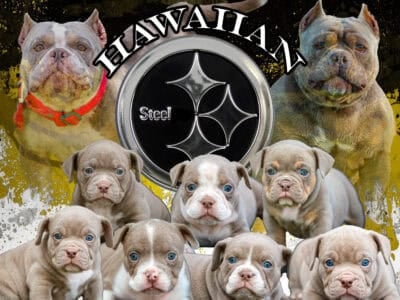 American Bully puppies