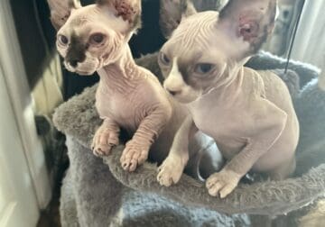 Sphynx girl, Virginia