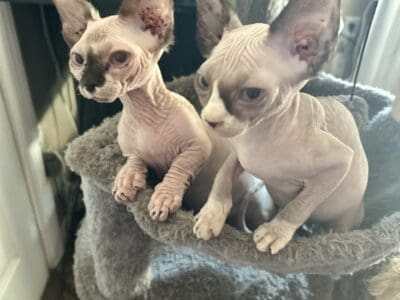 Sphynx girl, Virginia