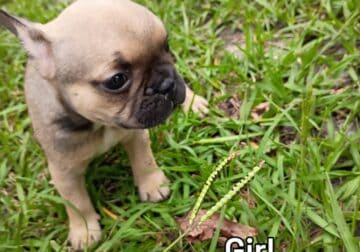 Frenchie Puppies NC