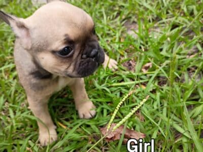 Frenchie Puppies NC
