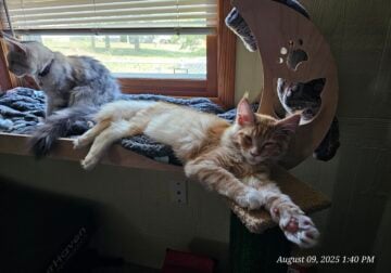 MAINE COON KITTENS